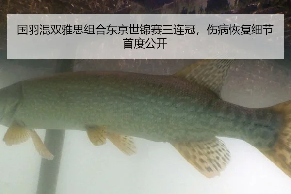 国羽混双雅思组合东京世锦赛三连冠，伤病恢复细节首度公开